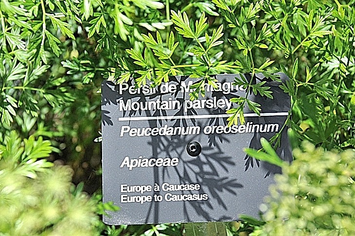 2016-7-25canadaherb 4023_01.JPG