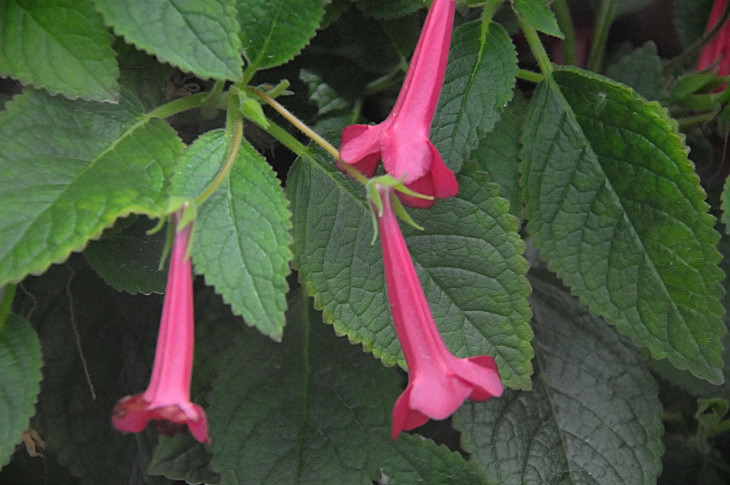 2016-7-25canadaherb 4300_01.JPG