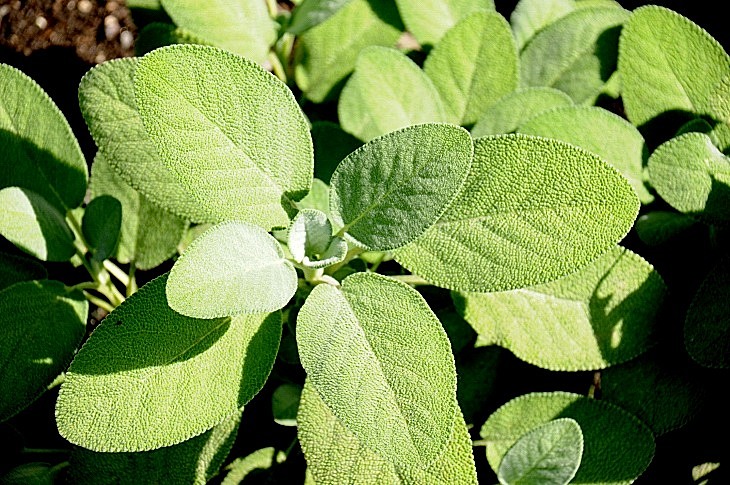 2016-7-25canadaherb 3167_01.JPG