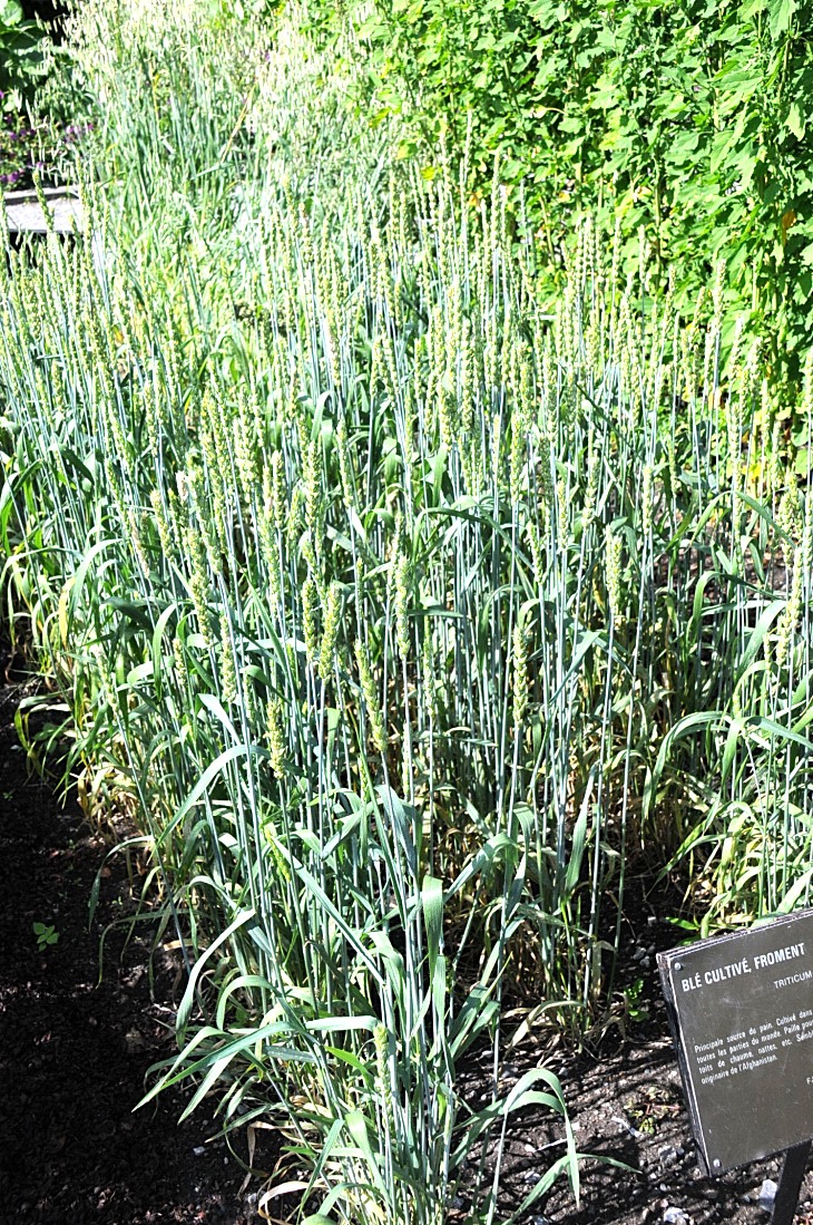 2016-7-25canadaherb 3005_01.JPG