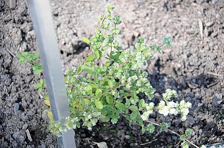 2016-7-25canadaherb 4016_01.JPG