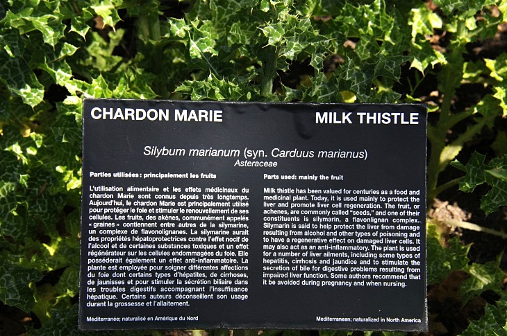 2016-7-25canadaherb 3774_01.JPG