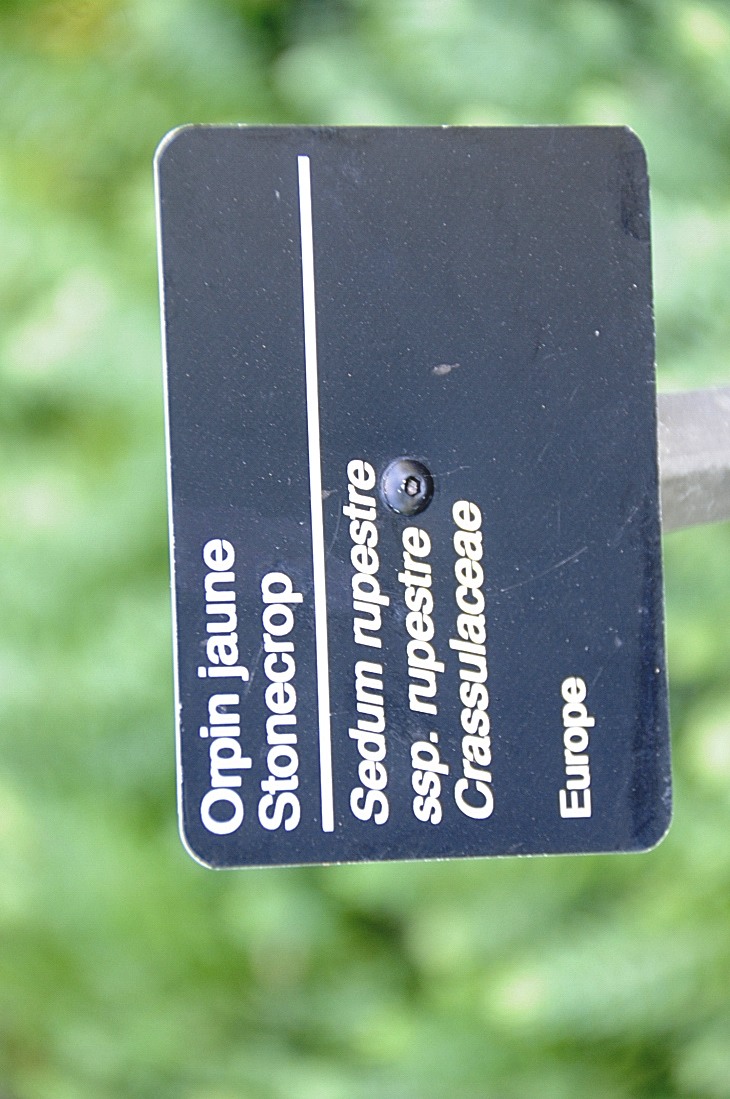 2016-7-25canadaherb 3426_01.JPG