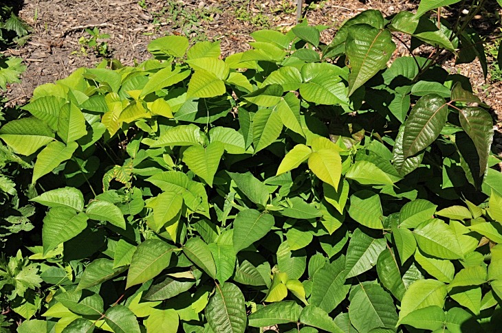2016-7-25canadaherb 4095_01.JPG