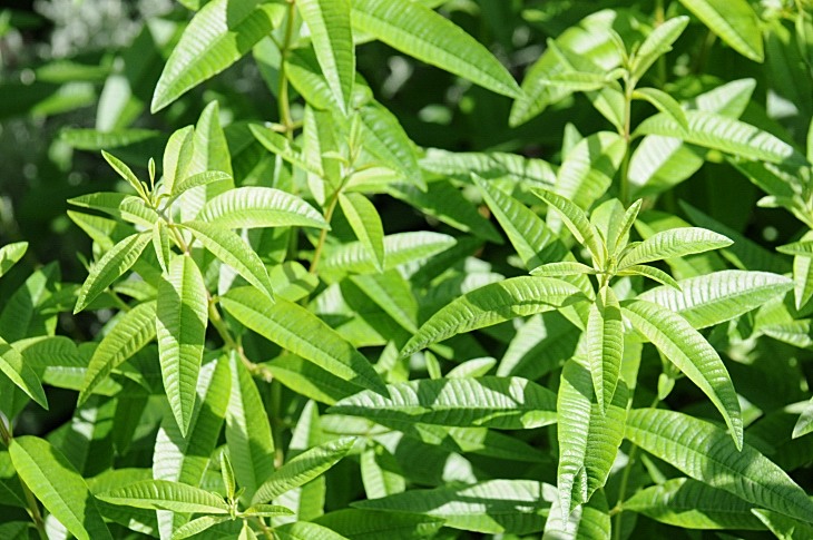 2016-7-25canadaherb 3086_01.JPG