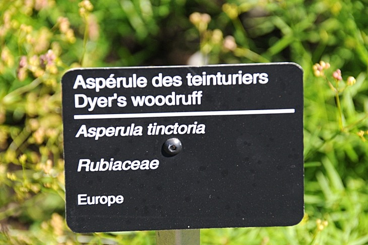 2016-7-25canadaherb 3545_01.JPG