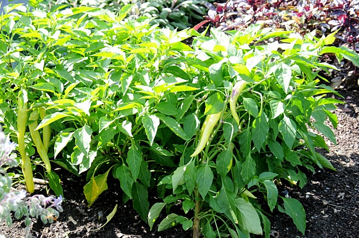 2016-7-25canadaherb 2951_01.JPG