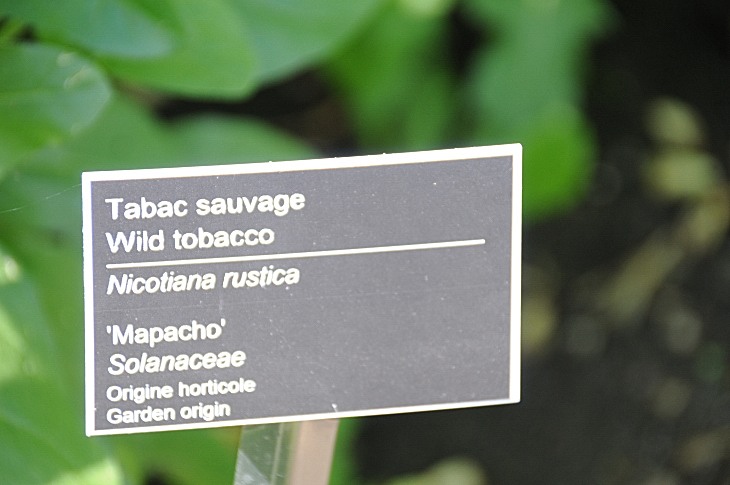 2016-7-25canadaherb 3022_01.JPG