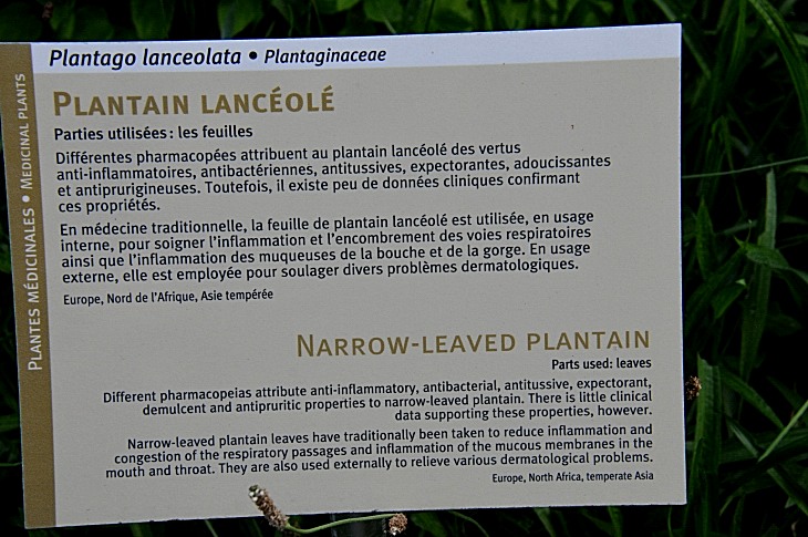 2016-7-25canadaherb 3868_01.JPG