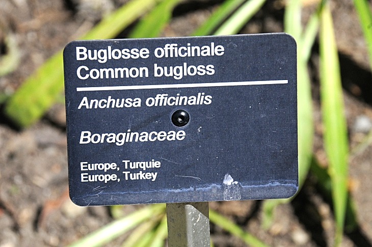 2016-7-25canadaherb 3965_01.JPG