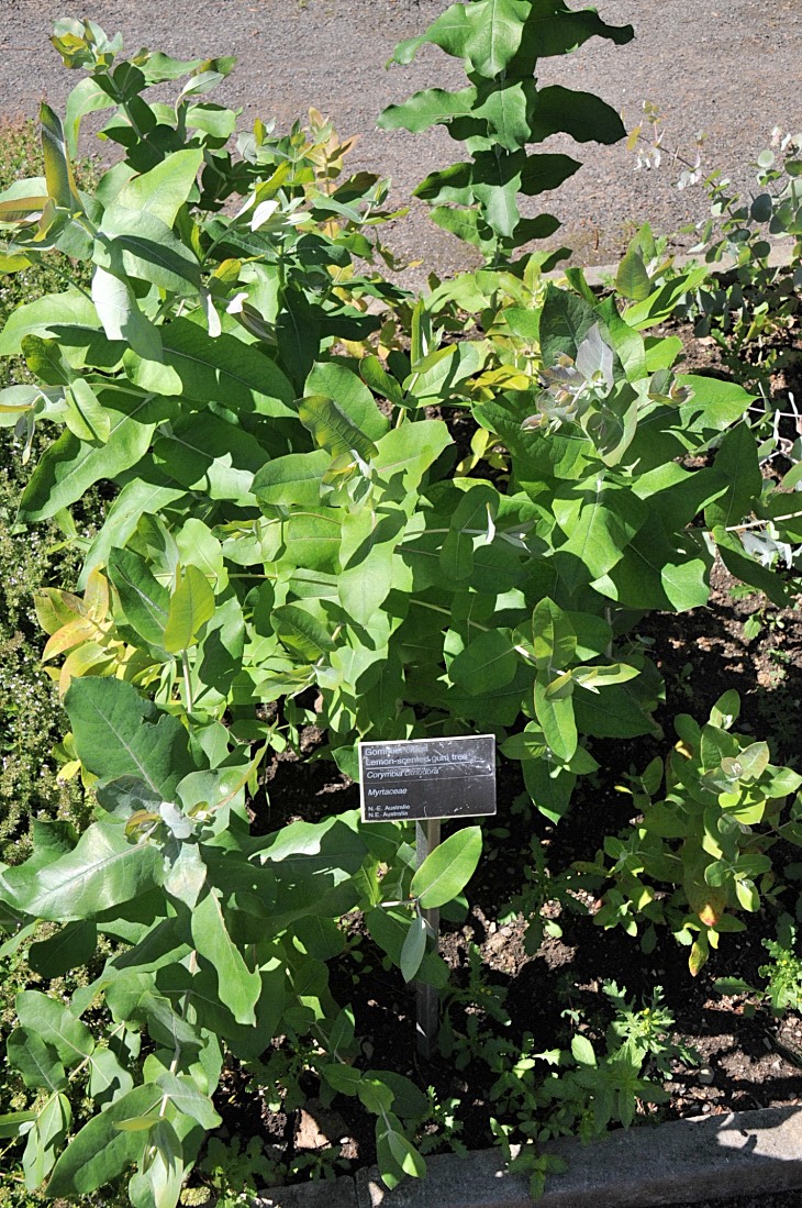 2016-7-25canadaherb 3370_01.JPG
