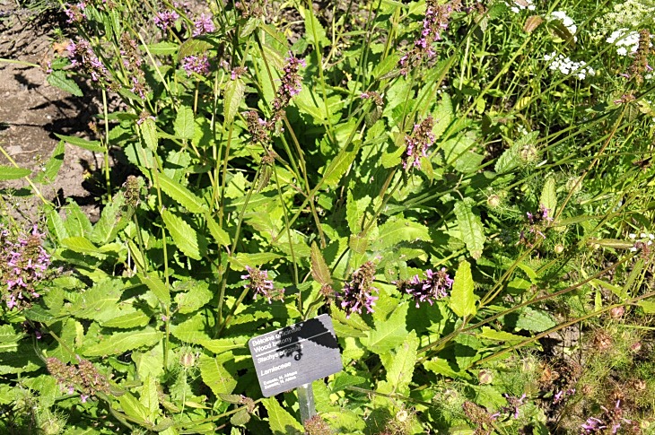 2016-7-25canadaherb 4028_01.JPG