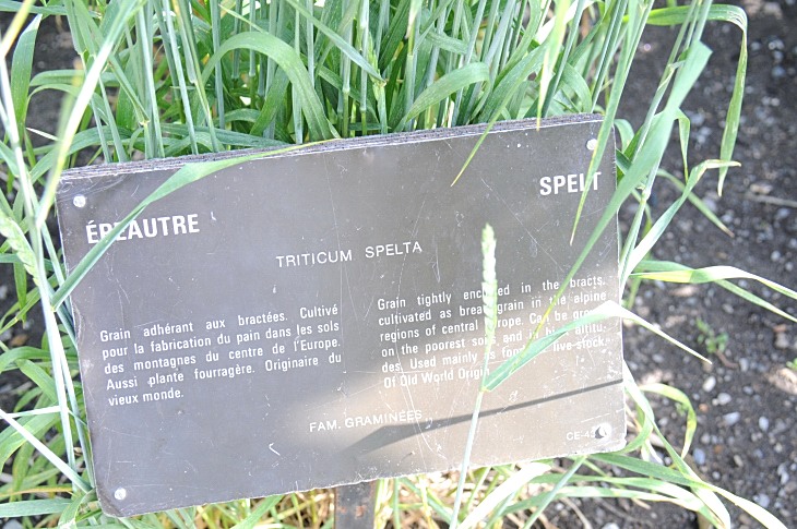 2016-7-25canadaherb 3012_01.JPG