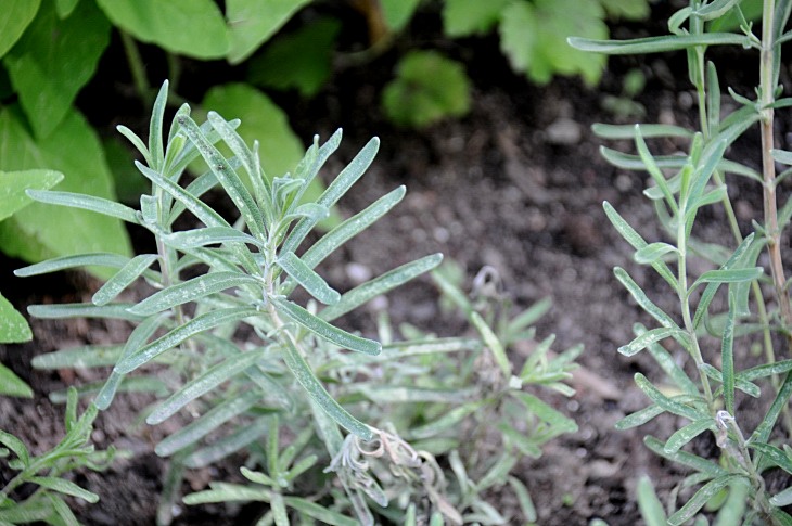 2016-7-25canadaherb 3873_01.JPG