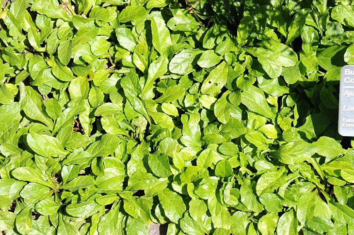 2016-7-25canadaherb 4026_01.JPG