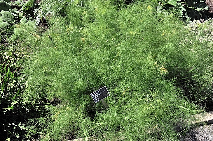 2016-7-25canadaherb 3699_01.JPG