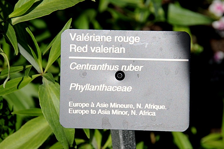 2016-7-25canadaherb 3198_01.JPG