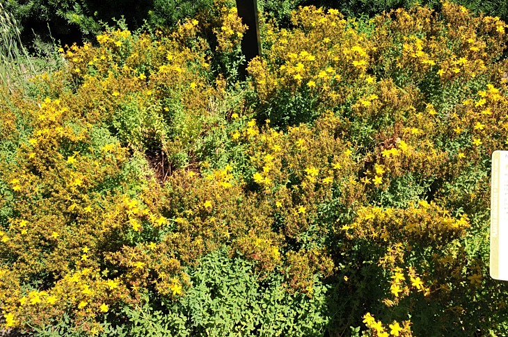 2016-7-25canadaherb 3783_01.JPG