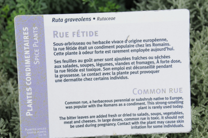 2016-7-25canadaherb 3142_01.JPG