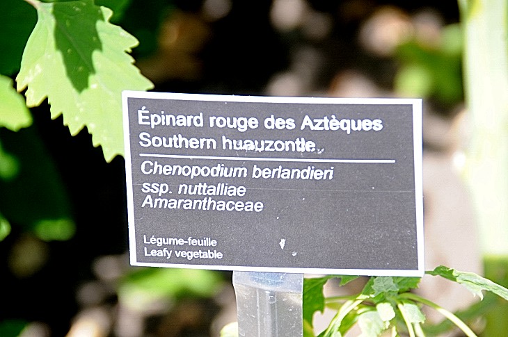2016-7-25canadaherb 3257_01.JPG