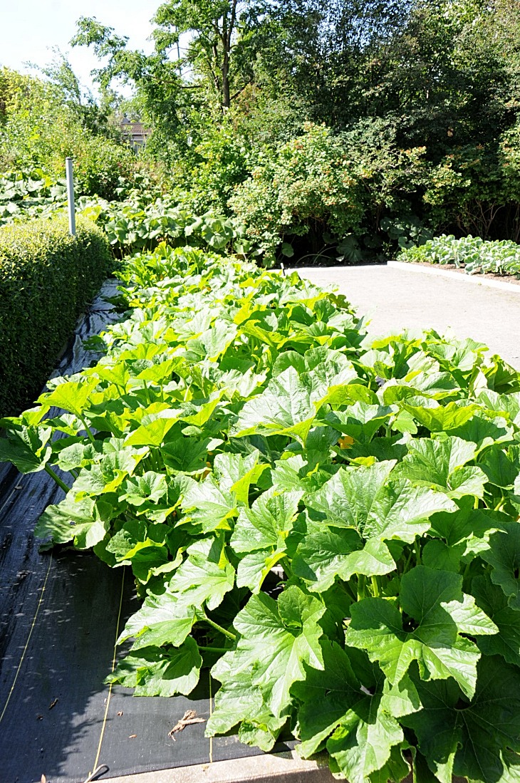 2016-7-25canadaherb 3267_01.JPG