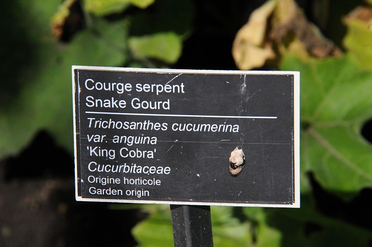 2016-7-25canadaherb 3519_01.JPG
