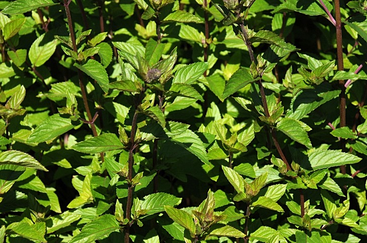 2016-7-25canadaherb 3374_01.JPG