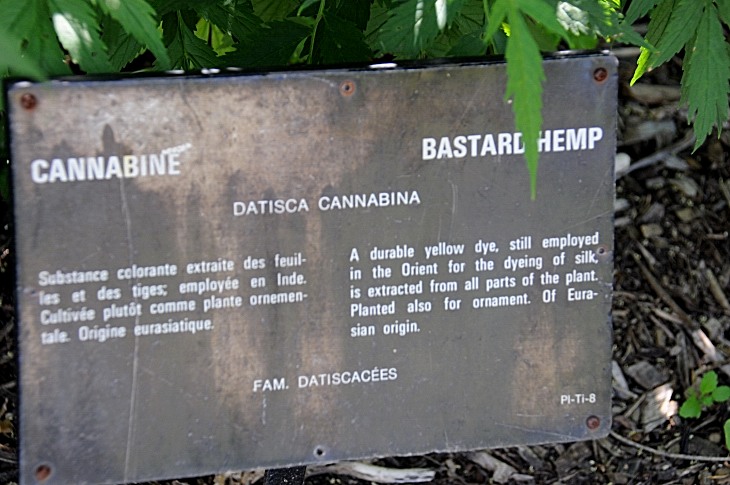 2016-7-25canadaherb 3611_01.JPG