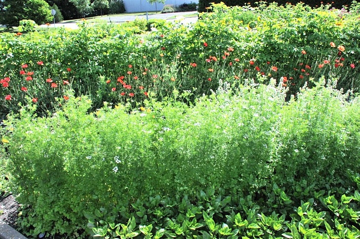 2016-7-25canadaherb 2923_01.JPG