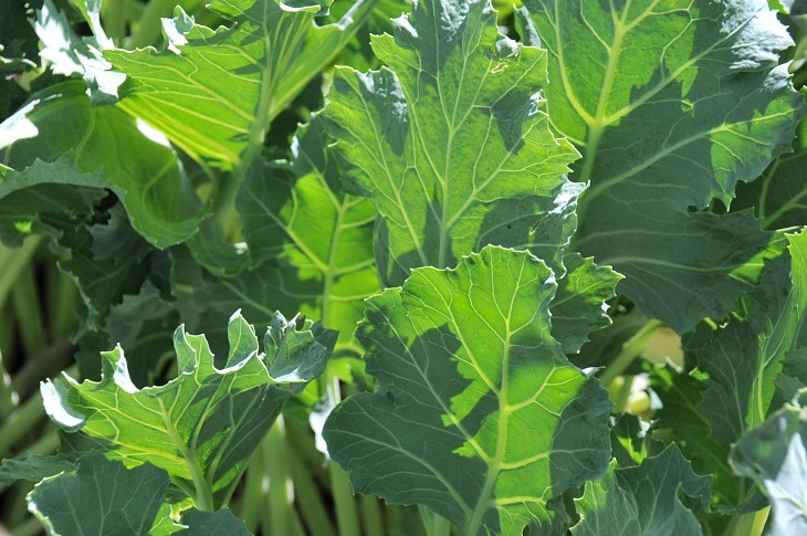 2016-7-25canadaherb 3470_01.JPG