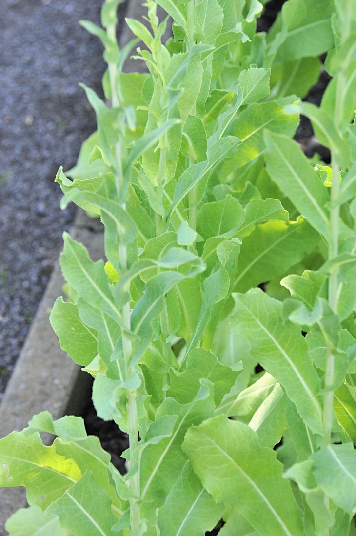 2016-7-25canadaherb 3425_01.JPG