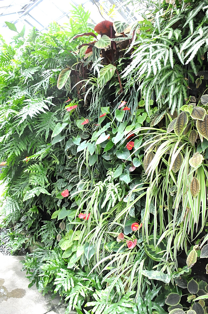 2016-7-25canadaherb 4302_01.JPG
