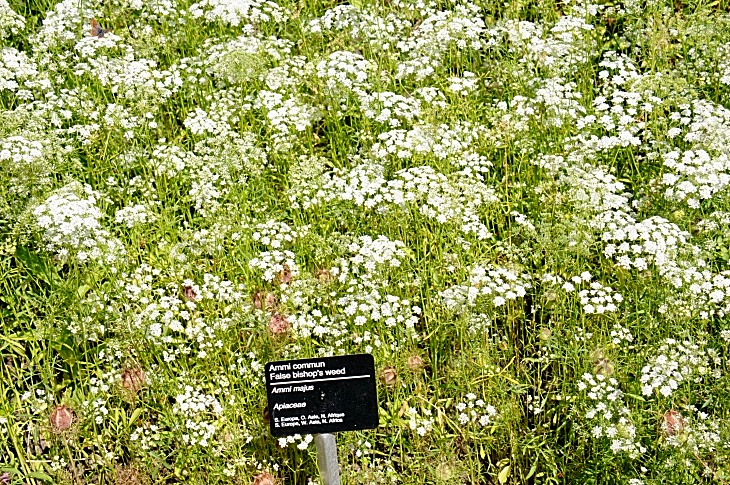 2016-7-25canadaherb 4032_01.JPG