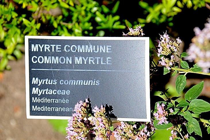 2016-7-25canadaherb 3341_01.JPG
