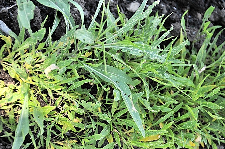 2016-7-25canadaherb 3400_01.JPG