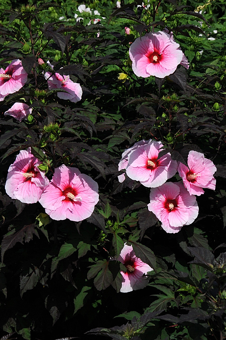 2016-7-25canadaherb 2899_01.JPG