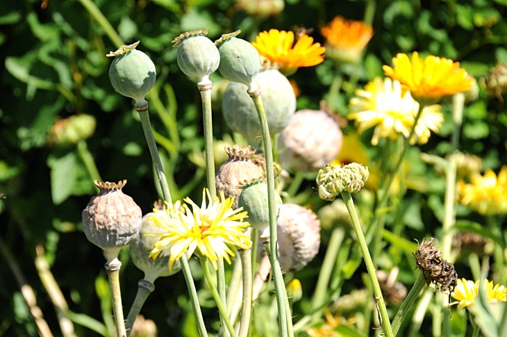 2016-7-25canadaherb 3651_01.JPG