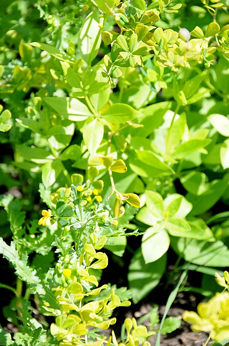 2016-7-25canadaherb 3527_01.JPG