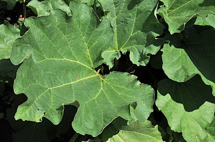 2016-7-25canadaherb 3559_01.JPG