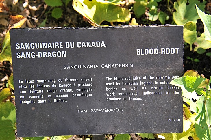 2016-7-25canadaherb 3620_01.JPG