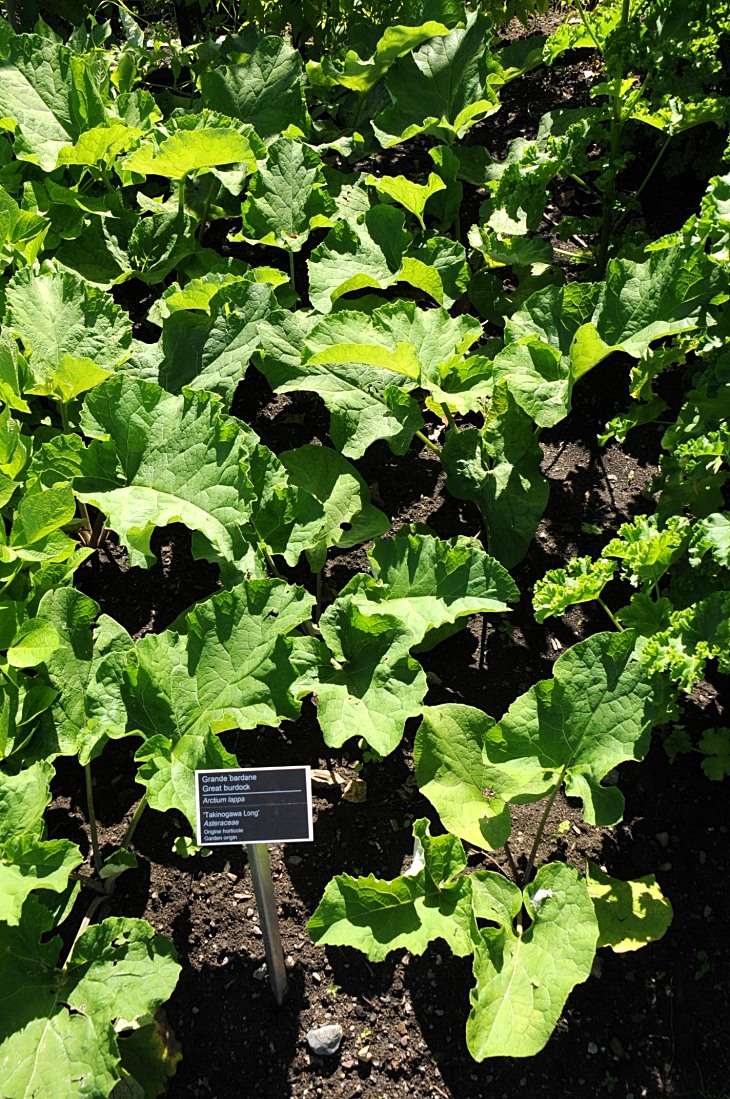 2016-7-25canadaherb 3323_01.JPG