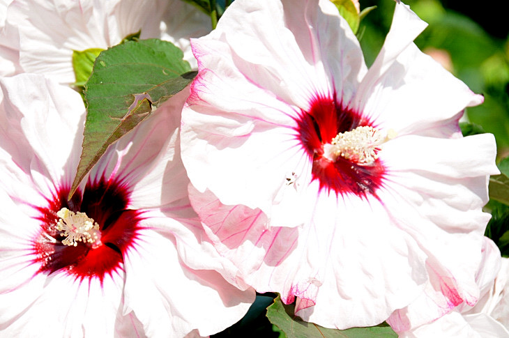 2016-7-25canadaherb 2912_01.JPG