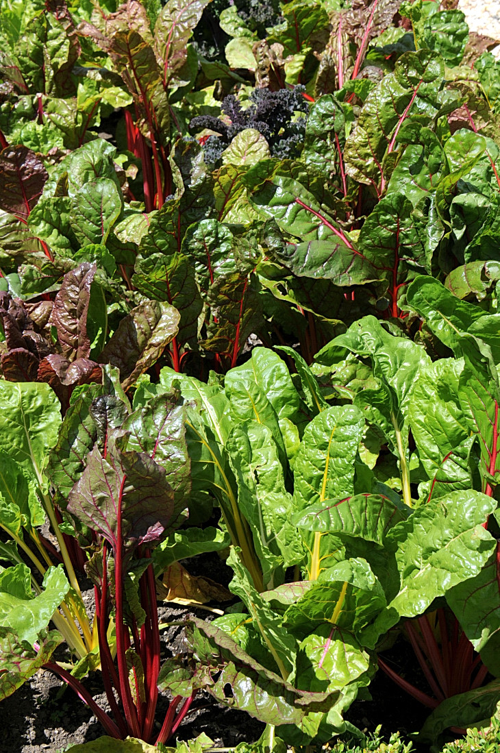 2016-7-25canadaherb 4120_01.JPG