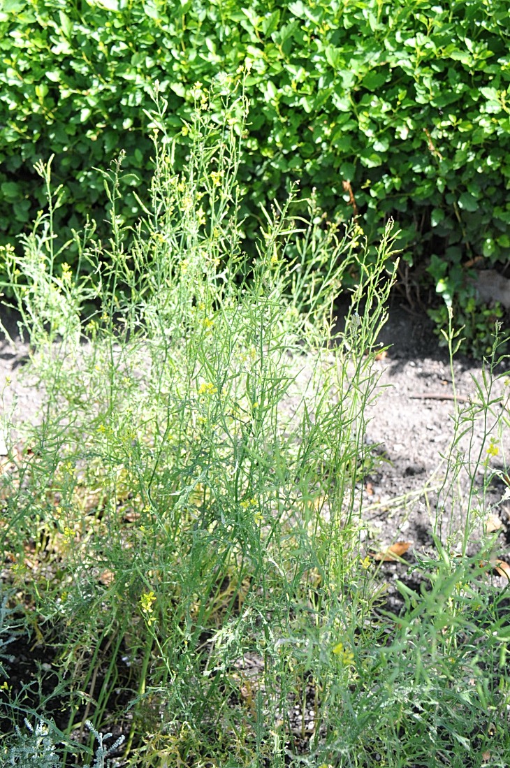 2016-7-25canadaherb 3076_01.JPG