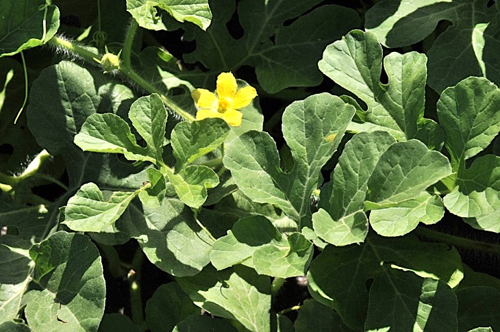 2016-7-25canadaherb 3264_01.JPG