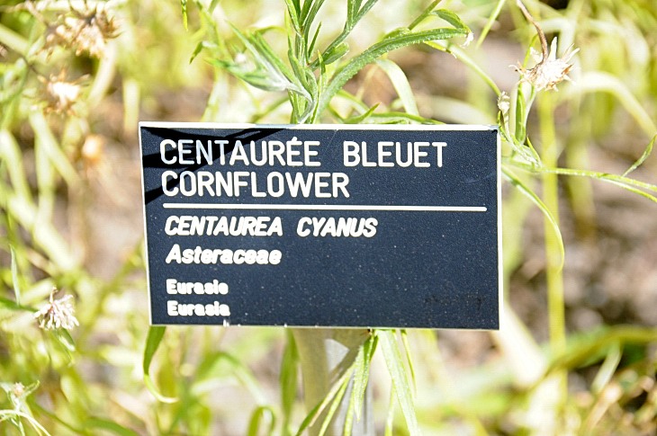 2016-7-25canadaherb 3967_01.JPG