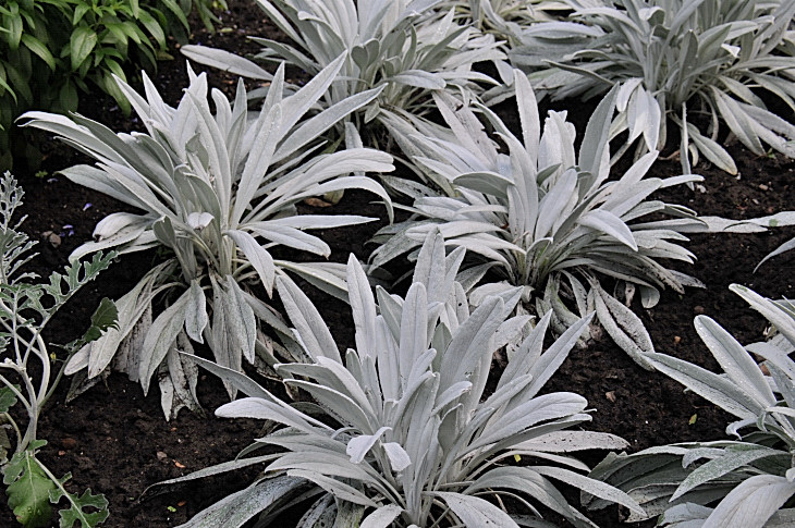 2016-7-25canadaherb 2855_01.JPG