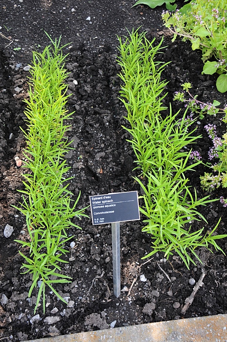 2016-7-25canadaherb 3455_01.JPG