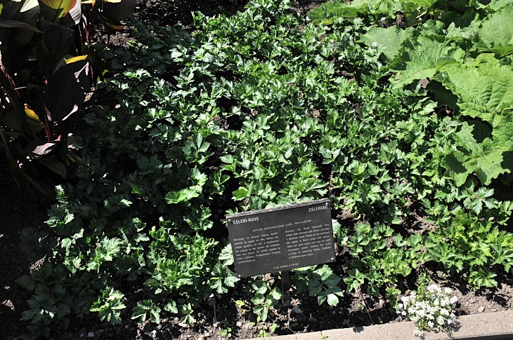 2016-7-25canadaherb 3669_01.JPG