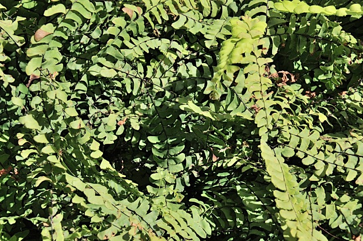 2016-7-25canadaherb 3885_01.JPG